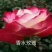 大花月季
