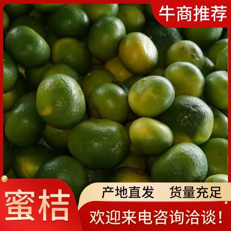 产地直销云南蜜橘柑橘可实地看货可提前预定