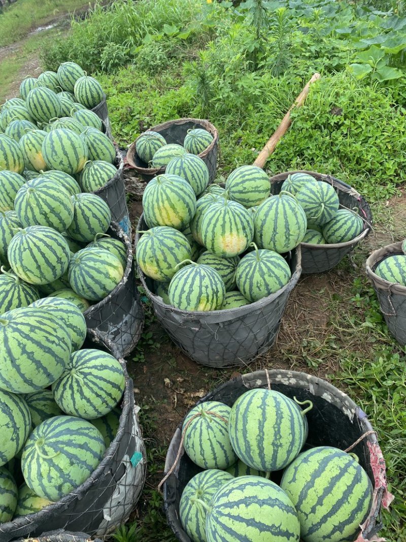 麒麟大棚西瓜