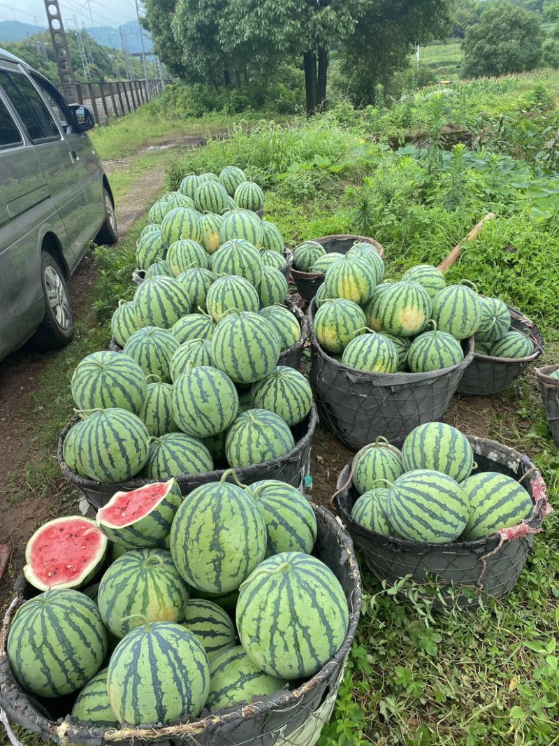 麒麟大棚西瓜