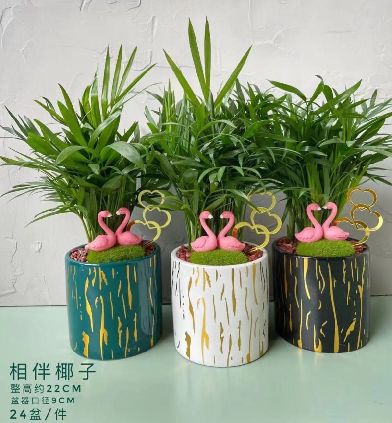 袖珍椰子基地直销精品盆栽全国一件代发物美价廉产品好服务好