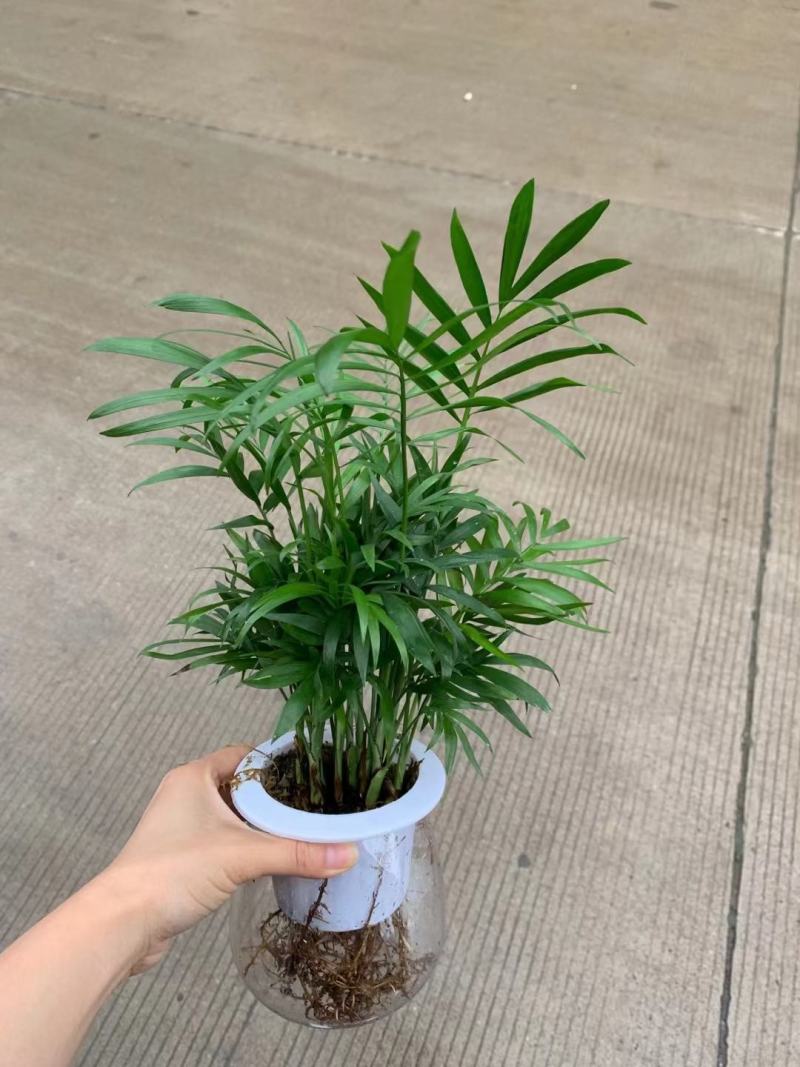 袖珍椰子基地直销精品盆栽全国一件代发物美价廉产品好服务好