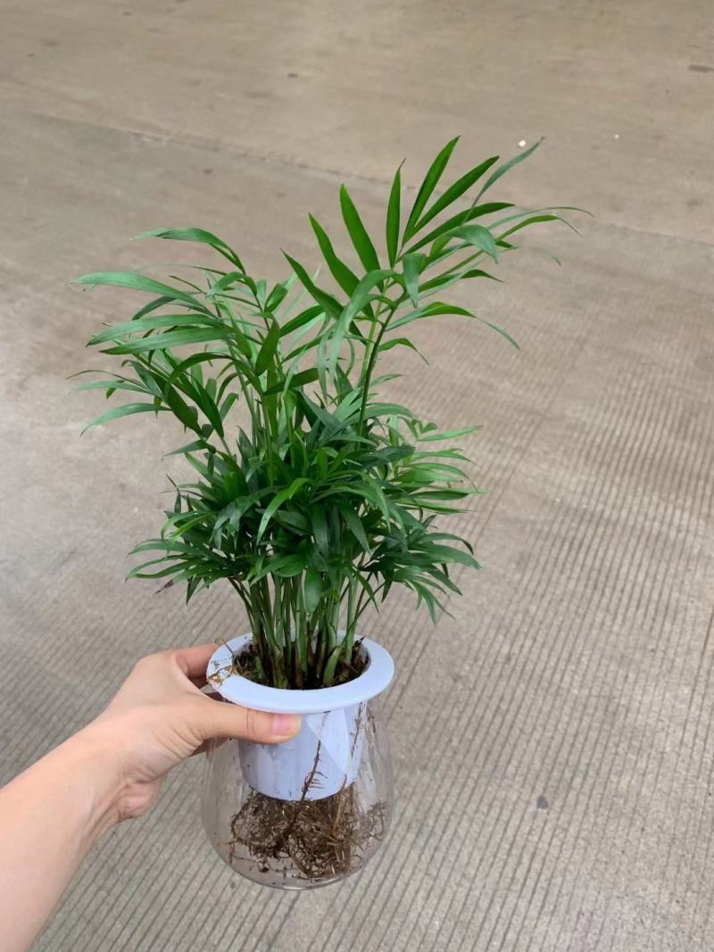 袖珍椰子基地直销精品盆栽全国一件代发物美价廉产品好服务好