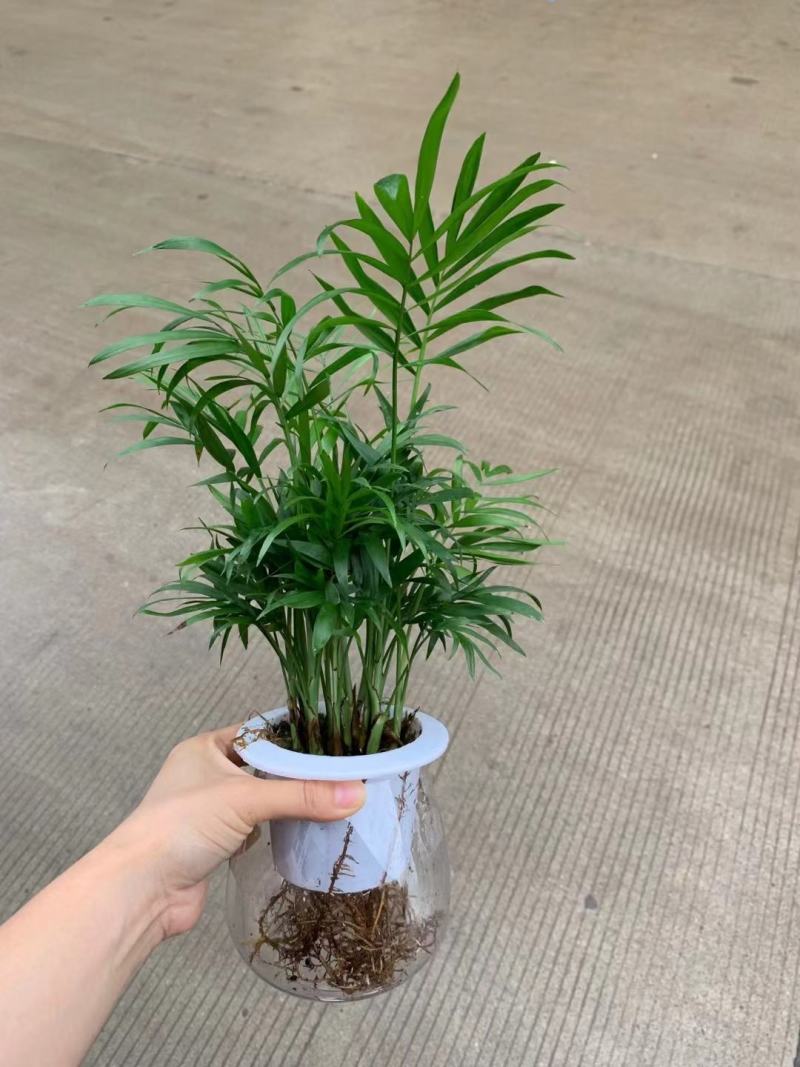 袖珍椰子基地直销精品盆栽全国一件代发物美价廉产品好服务好