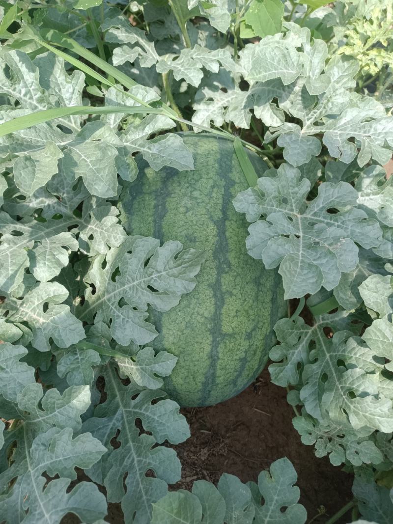 黄河滩地西瓜