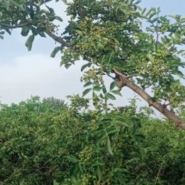 鲜花椒