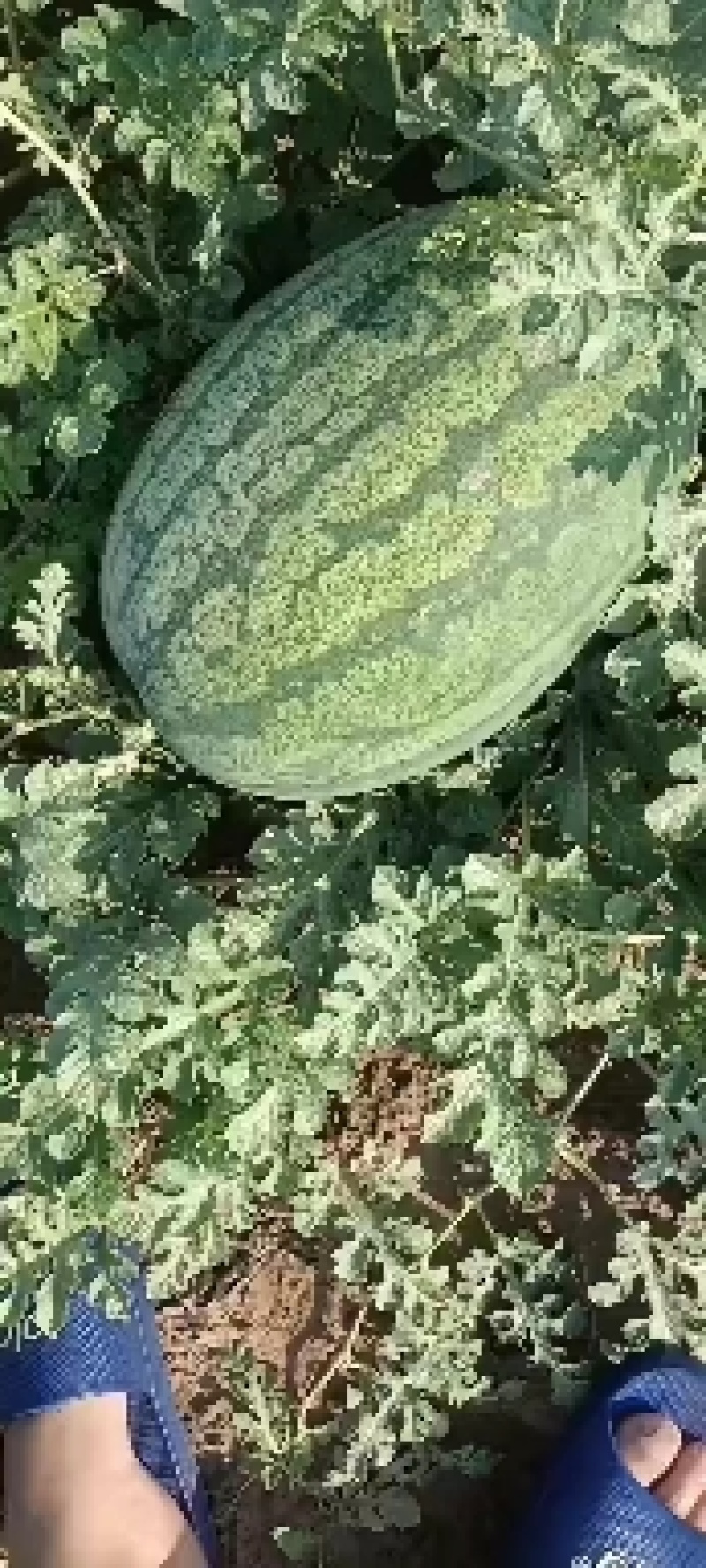 沙地西瓜