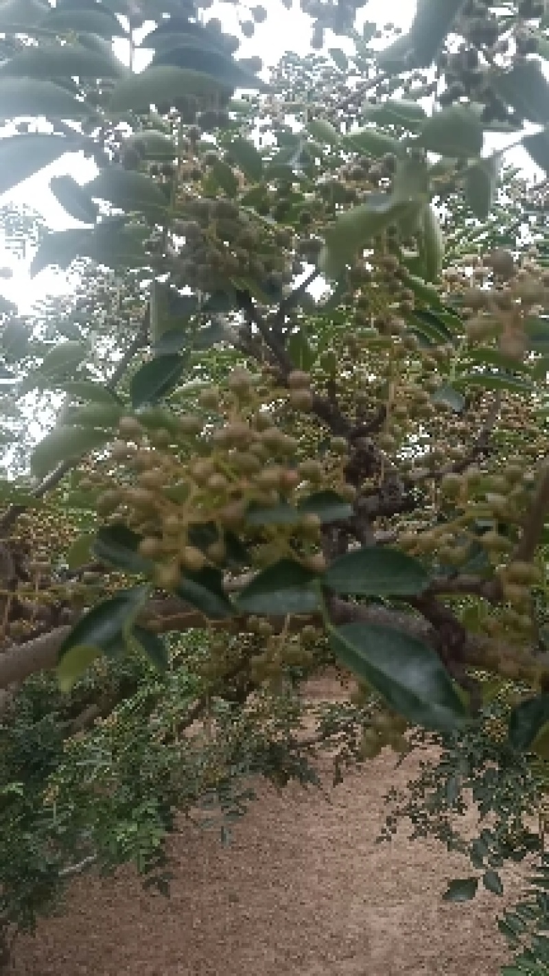 鲜花椒