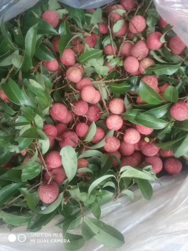 桂味荔枝广东荔枝大量上市批发商场市场大量有货