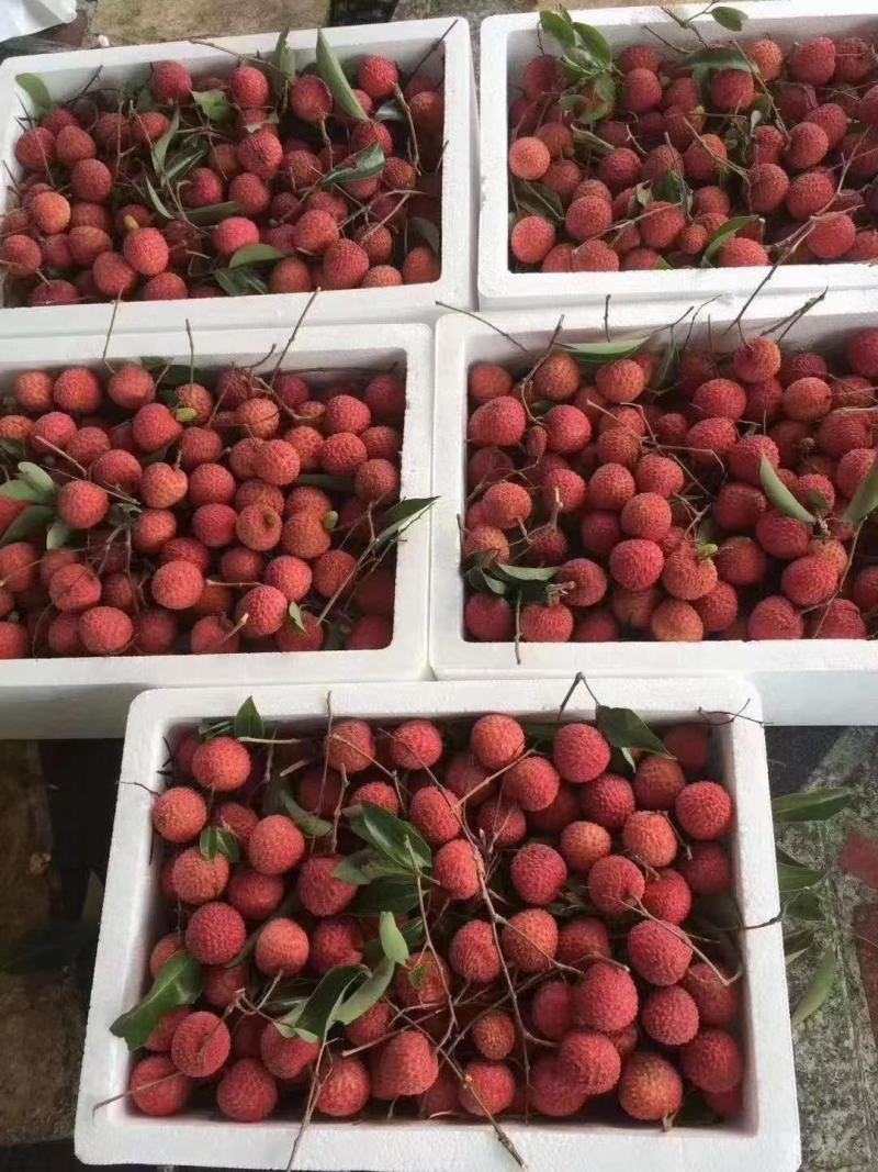桂味荔枝广东荔枝大量上市批发商场市场大量有货