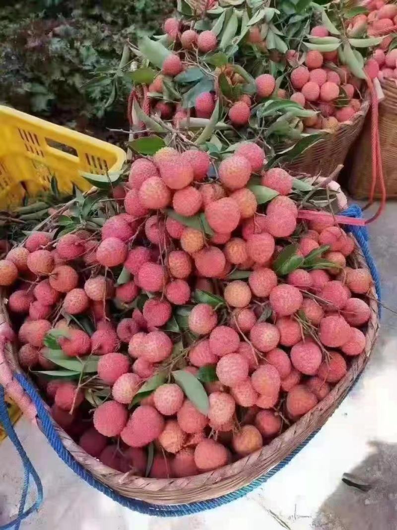 桂味荔枝广东荔枝大量上市批发商场市场大量有货