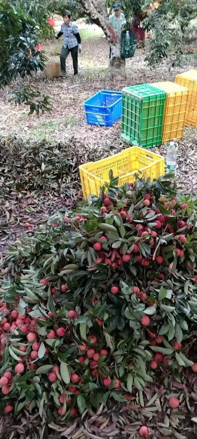 桂味荔枝广东荔枝大量上市批发商场市场大量有货