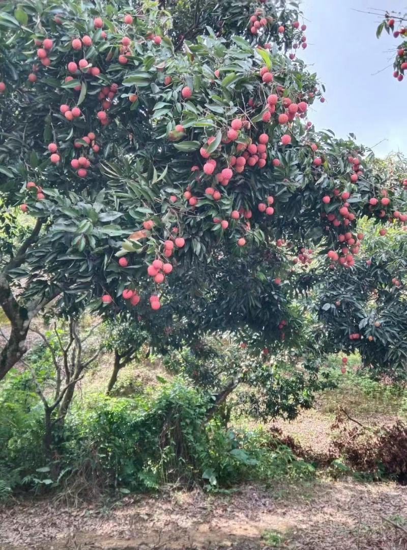 桂味荔枝广东荔枝大量上市批发商场市场大量有货