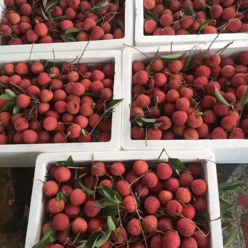 桂味荔枝广东荔枝大量上市批发商场市场大量有货