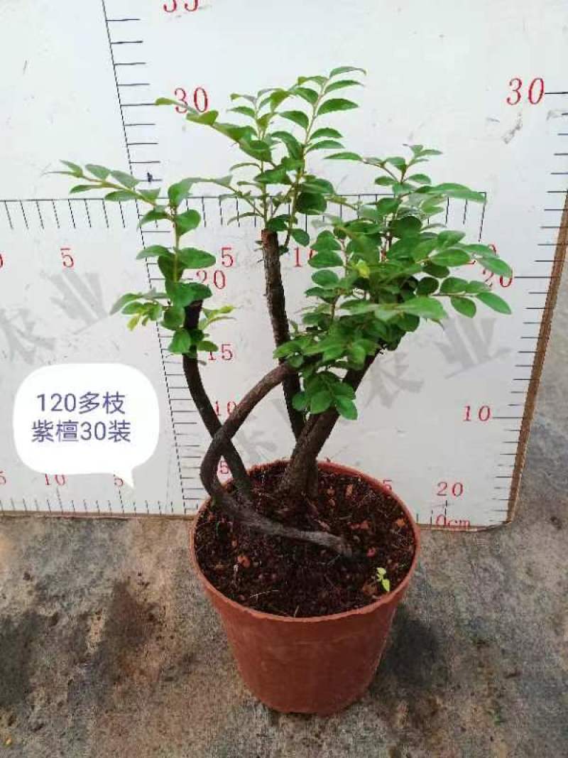 紫檀，基地直销精品盆栽全国一件代发物美价廉产品好服务好。