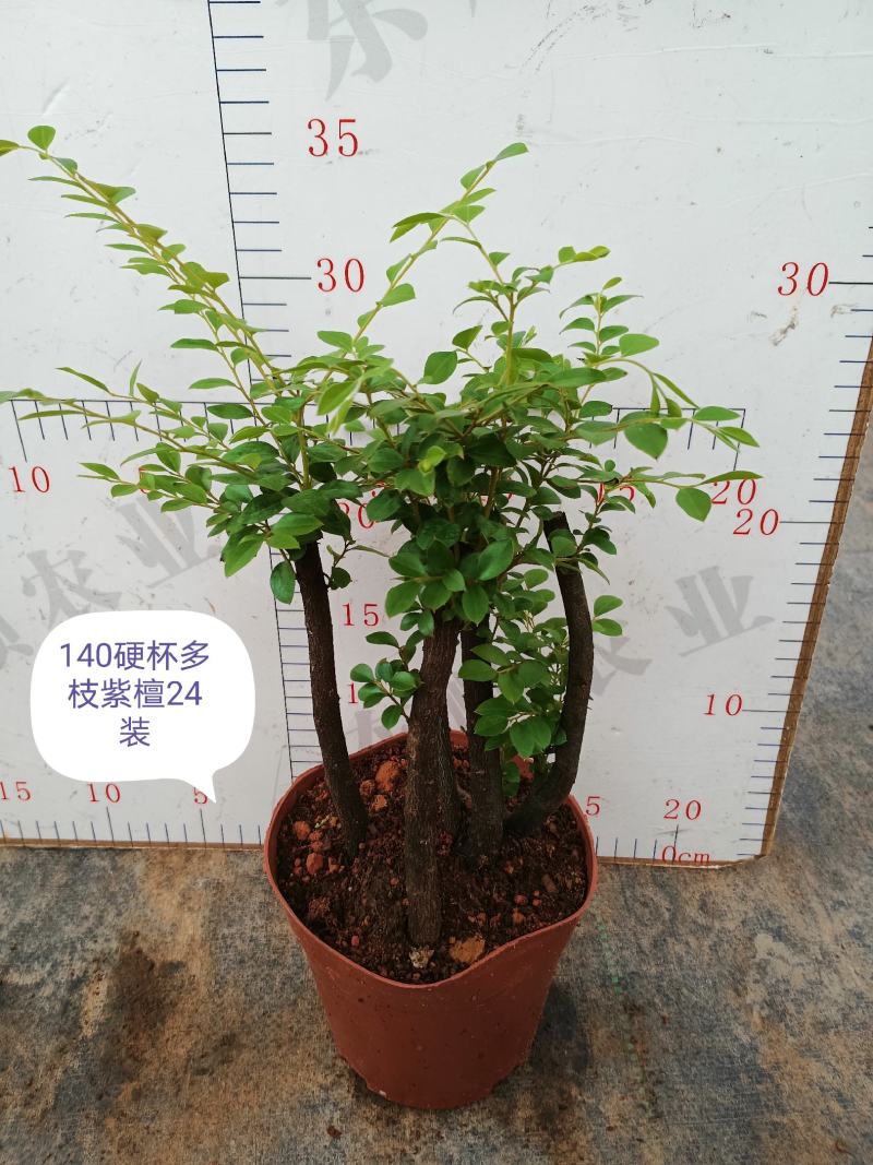 紫檀，基地直销精品盆栽全国一件代发物美价廉产品好服务好。