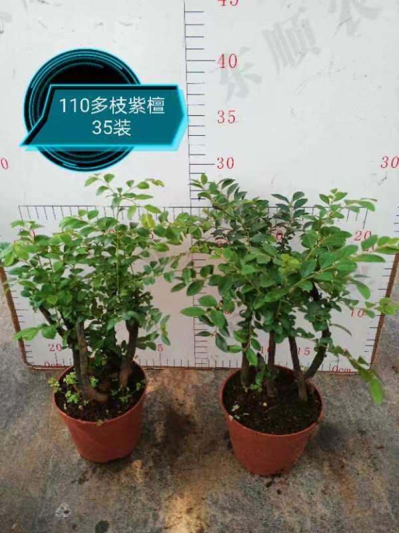 紫檀，基地直销精品盆栽全国一件代发物美价廉产品好服务好。