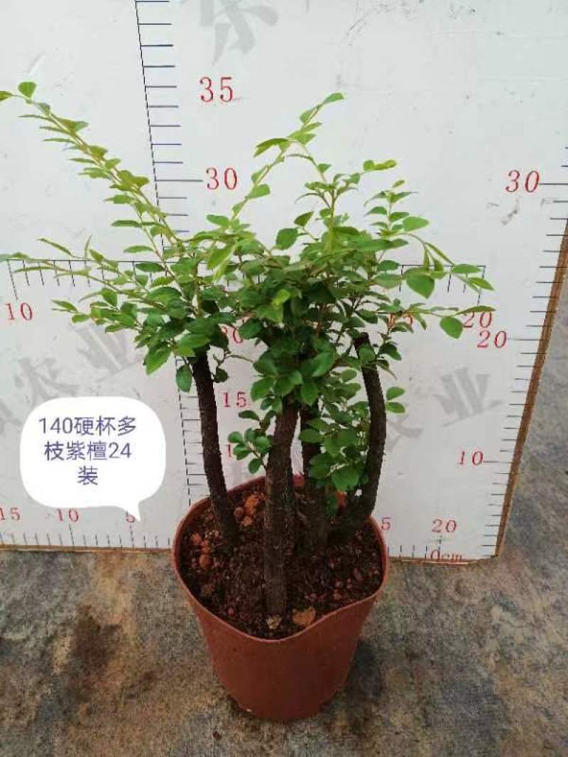 紫檀，基地直销精品盆栽全国一件代发物美价廉产品好服务好。