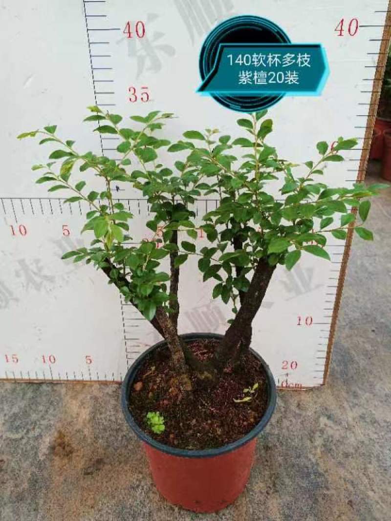 紫檀，基地直销精品盆栽全国一件代发物美价廉产品好服务好。