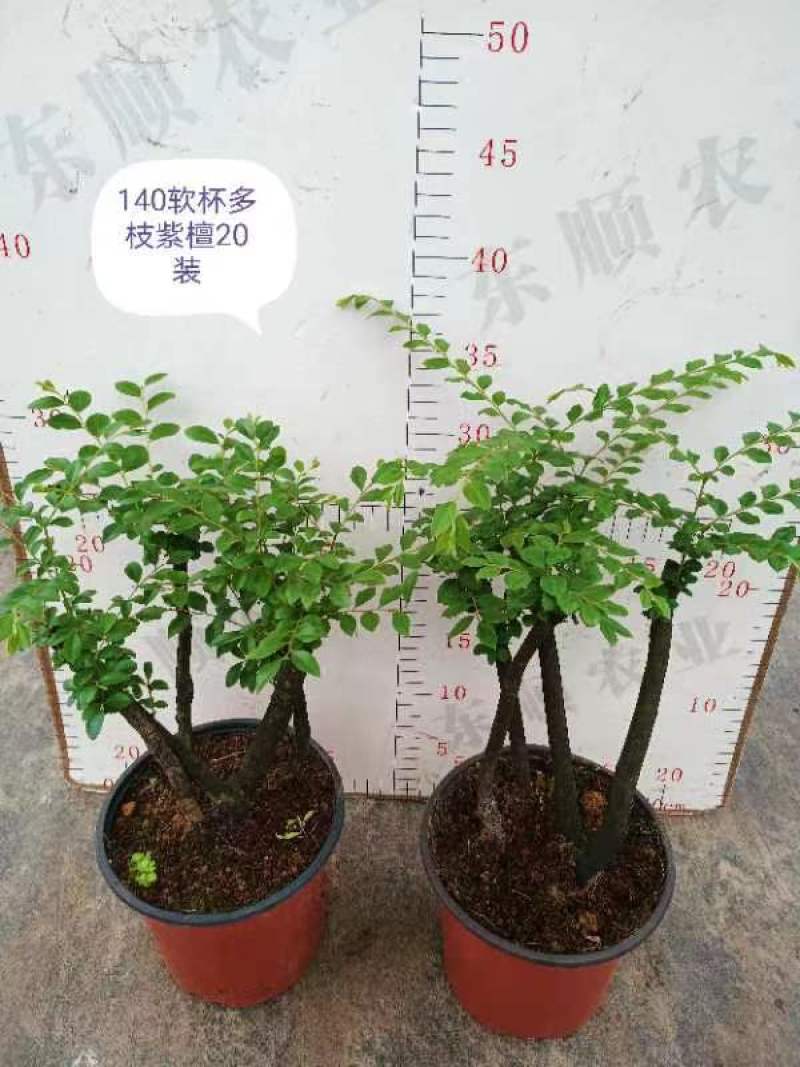 紫檀，基地直销精品盆栽全国一件代发物美价廉产品好服务好。