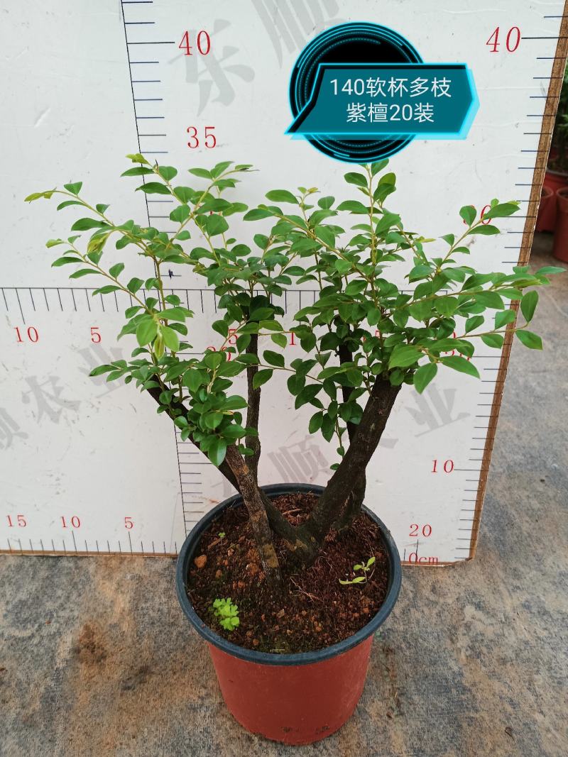 紫檀，基地直销精品盆栽全国一件代发物美价廉产品好服务好。