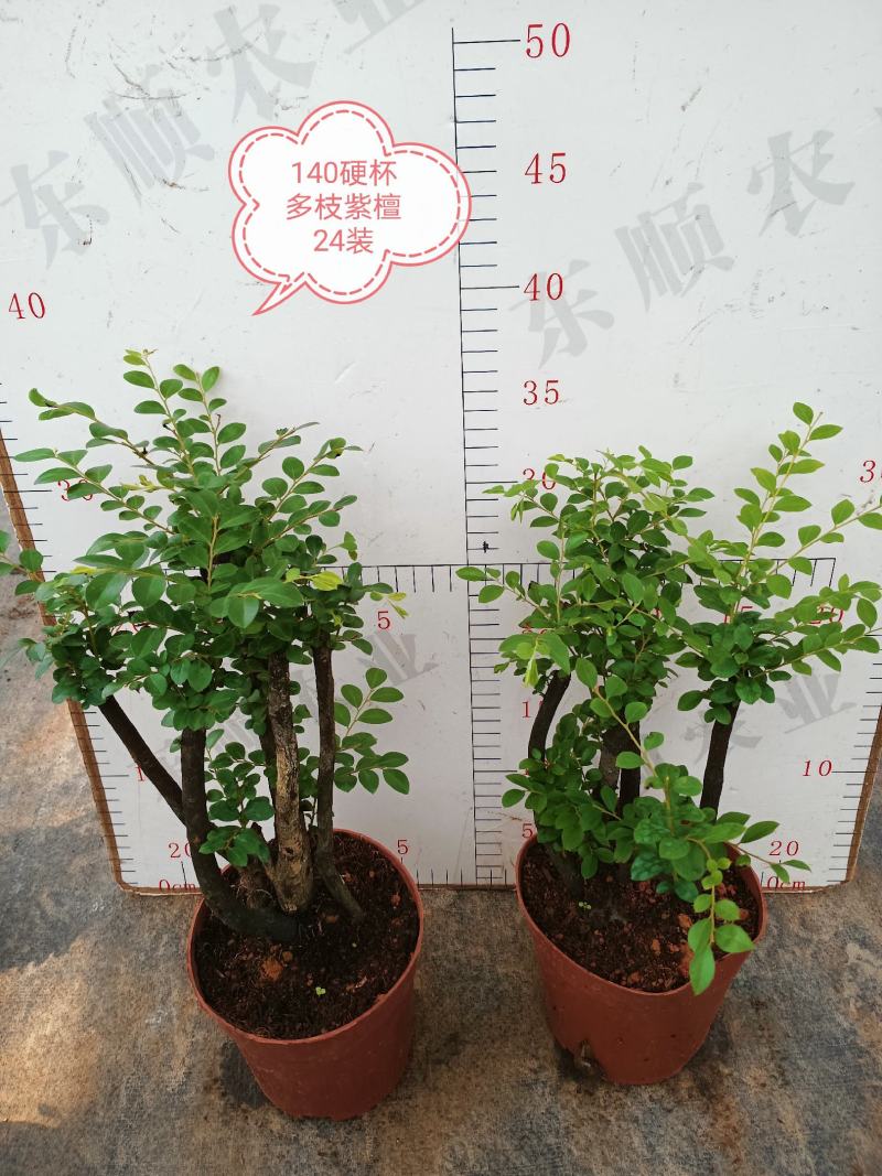 紫檀，基地直销精品盆栽全国一件代发物美价廉产品好服务好。
