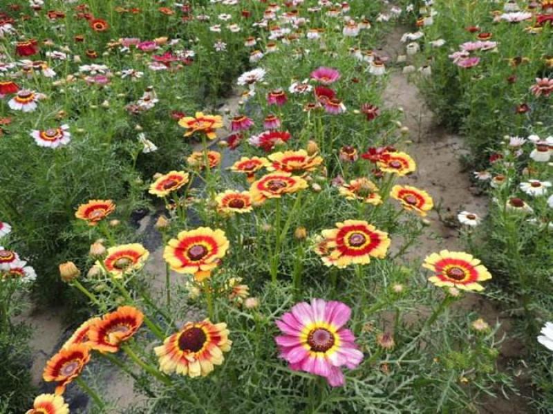花环菊种子四季易种活开花不断耐寒阳台庭院盆栽观赏花