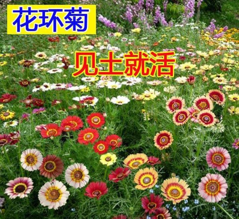 花环菊种子四季易种活开花不断耐寒阳台庭院盆栽观赏花