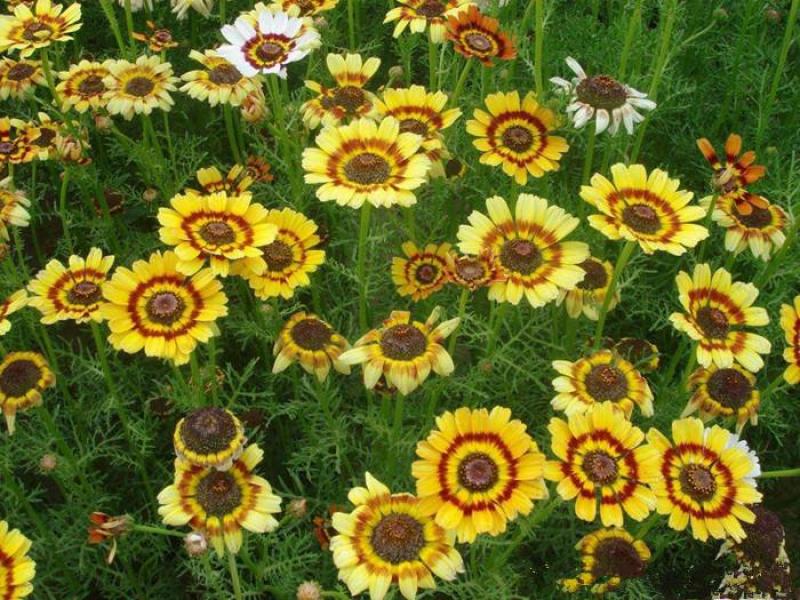 花环菊种子四季易种活开花不断耐寒阳台庭院盆栽观赏花