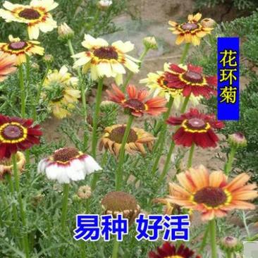 花环菊种子四季易种活开花不断耐寒阳台庭院盆栽观赏花