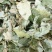 （热销）淫羊藿产区直供货源充足量大从优视频看货全国发货