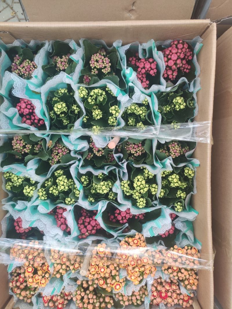 优质长寿种类颜色多样基地直发质量保证