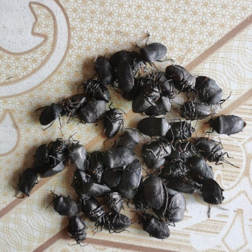 打屁虫长期有货、有需要的老板请联系。