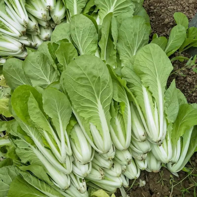 四季奶油快菜种子20天速生小白菜菜籽早熟耐热快菜种子