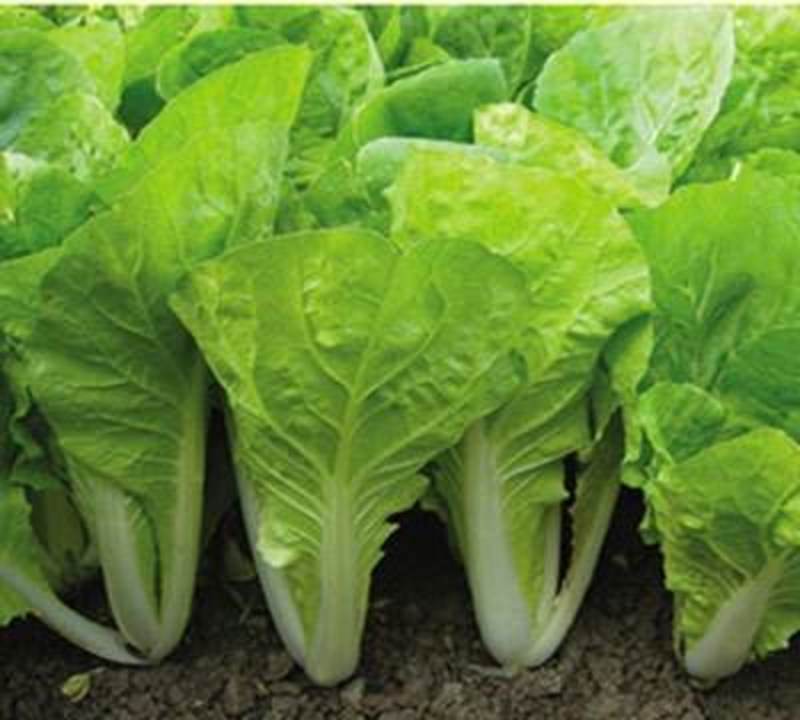 四季奶油快菜种子20天速生小白菜菜籽早熟耐热快菜种子