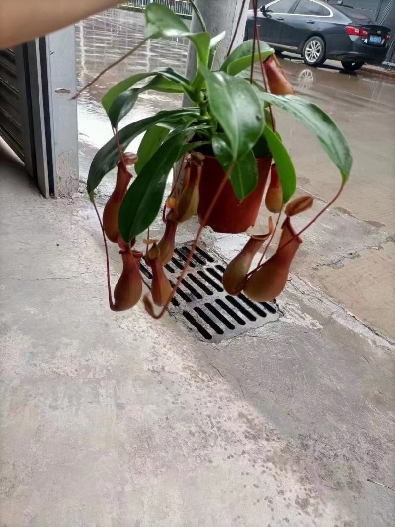 猪笼草基地直销精品盆栽全国一件代发物美价廉产品好服务好.