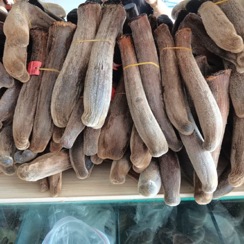 吉林双阳鹿场干鹿茸可以打粉冲水量大从优欢迎选购