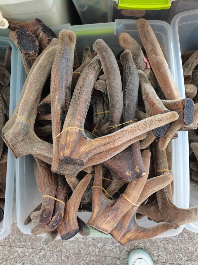 吉林双阳鹿场干鹿茸可以打粉冲水量大从优欢迎选购
