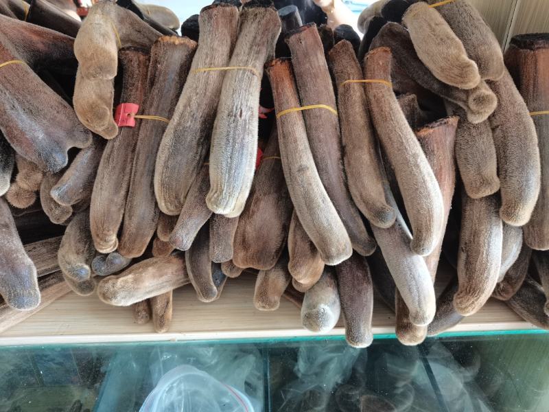 吉林双阳鹿场干鹿茸可以打粉冲水量大从优欢迎选购