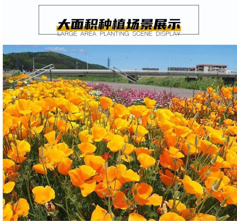 花菱草种子四季种易活花种子耐寒多年生宿根花籽庭院室外阳台