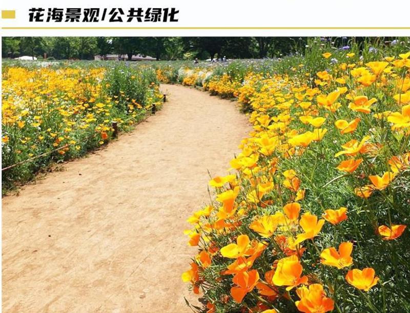 花菱草种子四季种易活花种子耐寒多年生宿根花籽庭院室外阳台