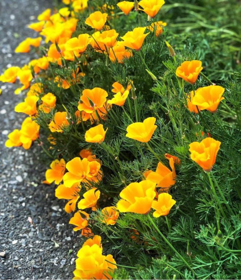 花菱草种子四季种易活花种子耐寒多年生宿根花籽庭院室外阳台