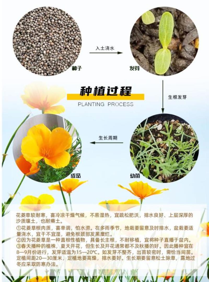 花菱草种子四季种易活花种子耐寒多年生宿根花籽庭院室外阳台