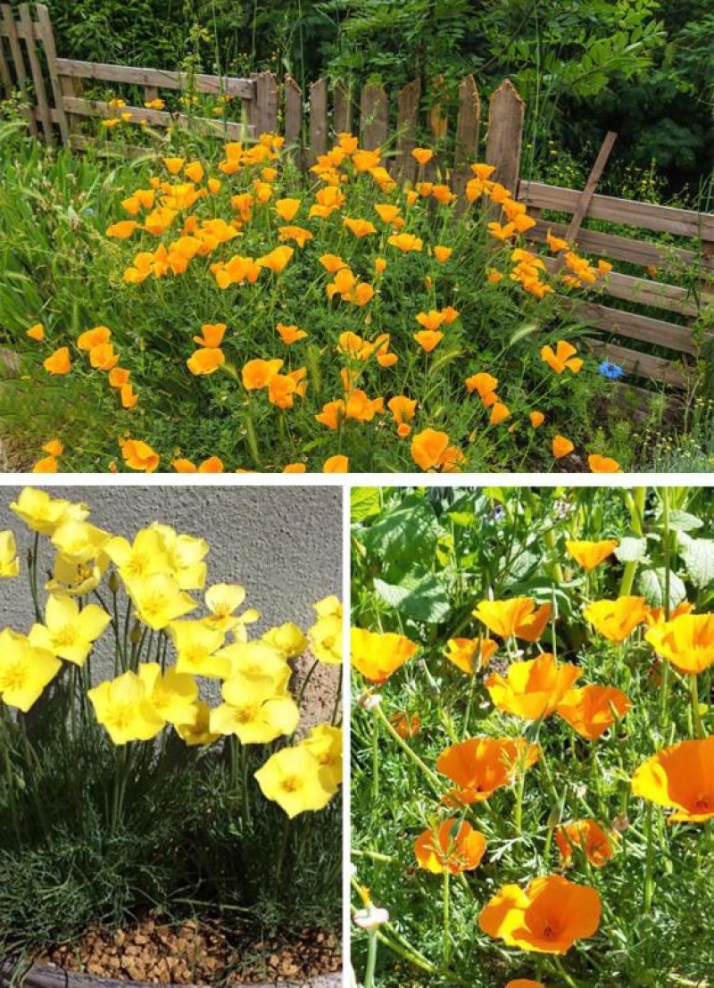 花菱草种子四季种易活花种子耐寒多年生宿根花籽庭院室外阳台