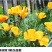 花菱草种子四季种易活花种子耐寒多年生宿根花籽庭院室外阳台