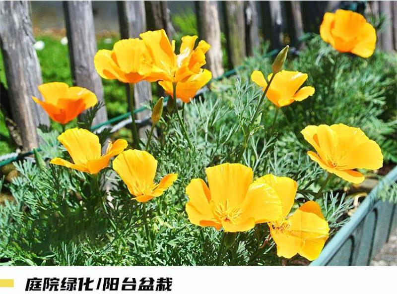 花菱草种子四季种易活花种子耐寒多年生宿根花籽庭院室外阳台