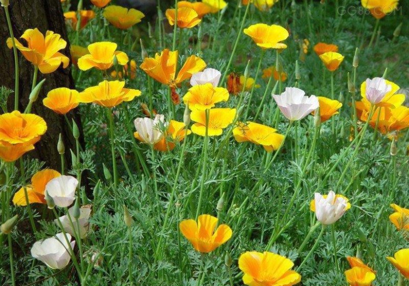 花菱草种子四季种易活花种子耐寒多年生宿根花籽庭院室外阳台