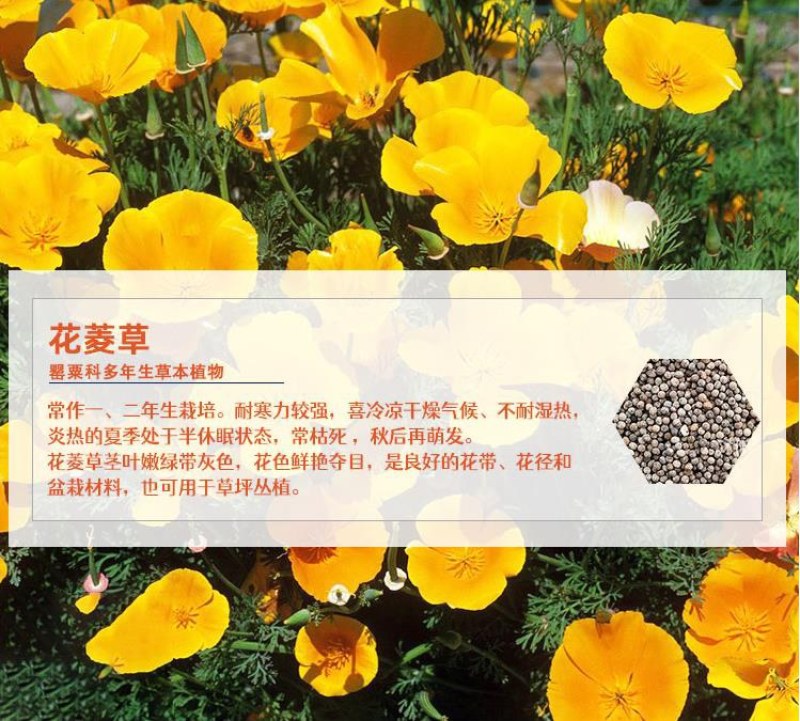 花菱草种子四季种易活花种子耐寒多年生宿根花籽庭院室外阳台