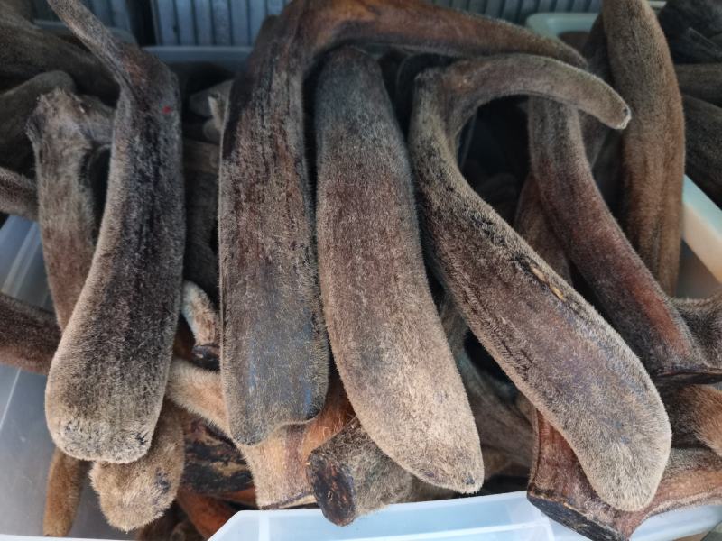 吉林双阳鹿场干鹿茸可以打粉冲水量大从优欢迎选购