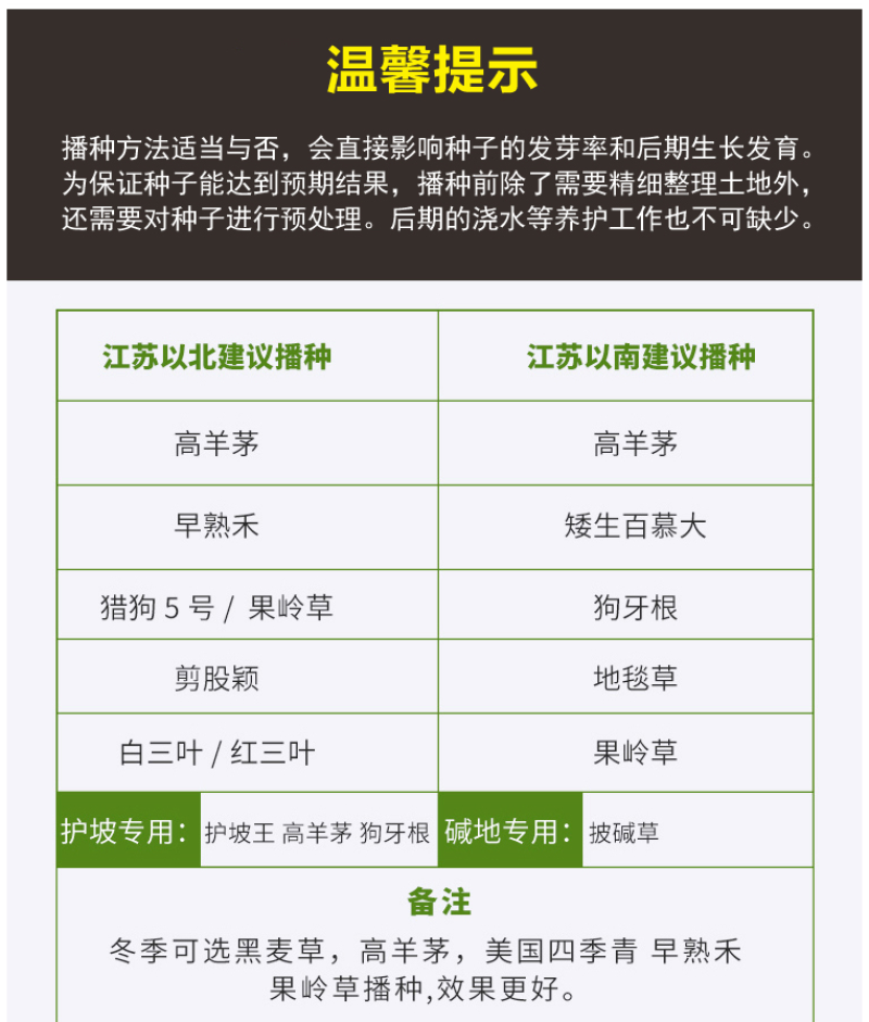 进口马尼拉草坪种子四季常青草坪种子护坡草种子草籽